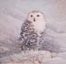 Snowy Owl Snowy Owl